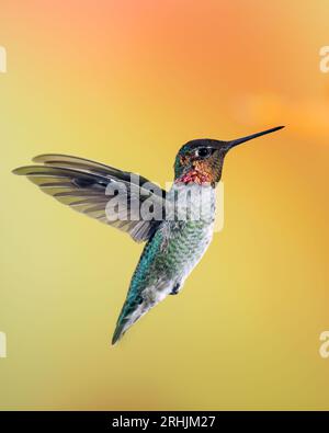 Männlich Annas Kolibri im Flug Stockfoto