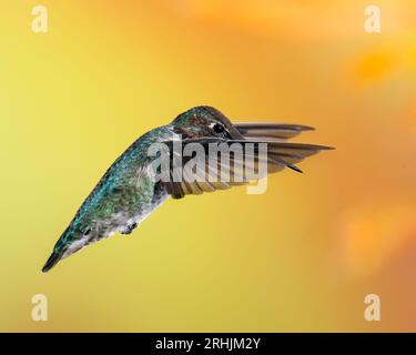 Männlich Annas Kolibri im Flug Stockfoto