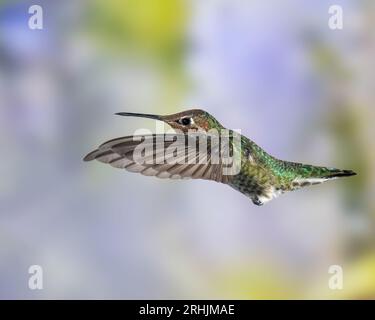 Männlich Annas Kolibri im Flug Stockfoto