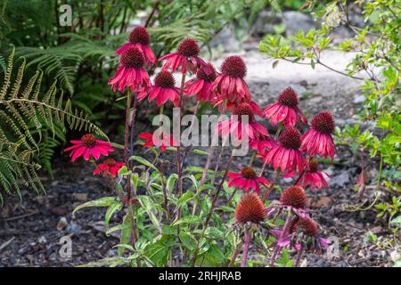 Coneflower Echinacea „Cheyenne Spirit“, rosa rote Blüten der ausdauernden krautigen Pflanze im august oder Sommer, England, Vereinigtes Königreich Stockfoto