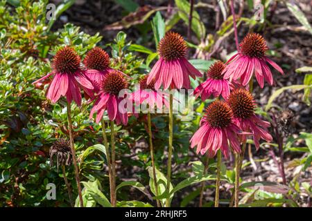 Coneflower Echinacea „Cheyenne Spirit“, rosa rote Blüten der ausdauernden krautigen Pflanze im august oder Sommer, England, Vereinigtes Königreich Stockfoto