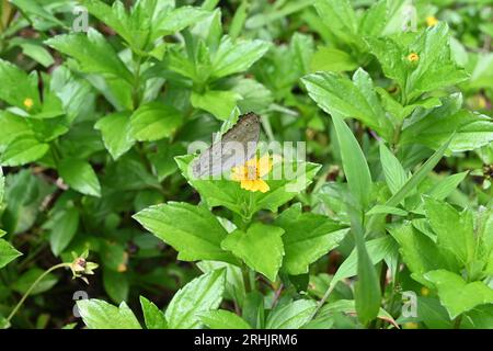 Ventrale Ansicht eines Grauen Pansy-Schmetterlings (Junonia Atlites), der Nektar von einer Wedelia-Blume sammelt (Sphagneticola Trilobata) Stockfoto