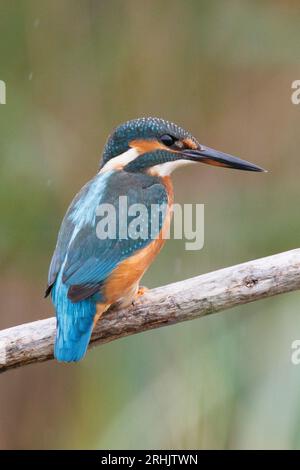 Ein Eisvogel, der in den Feuchtgebieten von RSPB Lakenheath in Suffolk, England, jagt und angeln kann Stockfoto