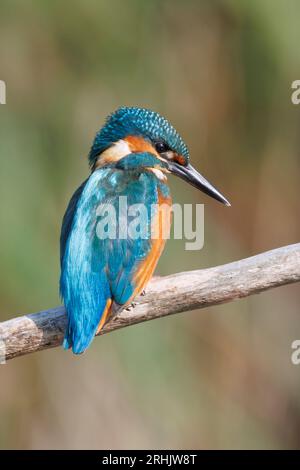Ein Eisvogel, der in den Feuchtgebieten von RSPB Lakenheath in Suffolk, England, jagt und angeln kann Stockfoto