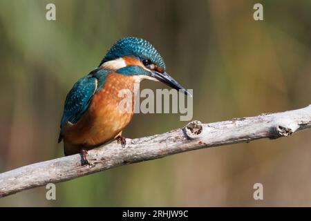Ein Eisvogel, der in den Feuchtgebieten von RSPB Lakenheath in Suffolk, England, jagt und angeln kann Stockfoto