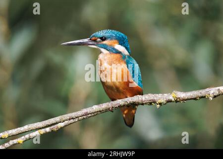 Ein Eisvogel, der in den Feuchtgebieten von RSPB Lakenheath in Suffolk, England, jagt und angeln kann Stockfoto