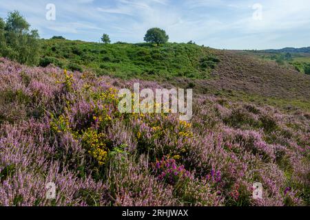 Im New Forest National Park, Hampshire, England, Großbritannien, gibt es eine Heidelandschaft im Tiefland, die im Sommer eine pinkfarbene Blüte aufweist Stockfoto