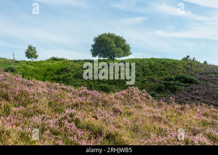 Im New Forest National Park, Hampshire, England, Großbritannien, gibt es eine Heidelandschaft im Tiefland, die im Sommer eine pinkfarbene Blüte aufweist Stockfoto