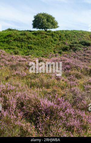 Im New Forest National Park, Hampshire, England, Großbritannien, gibt es eine Heidelandschaft im Tiefland, die im Sommer eine pinkfarbene Blüte aufweist Stockfoto