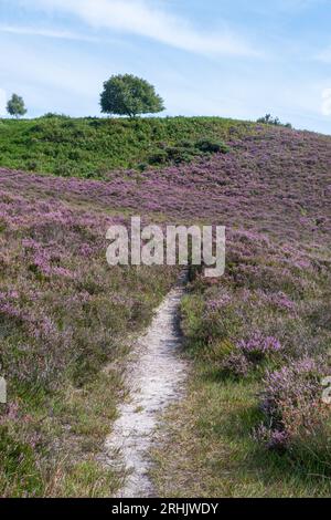 Im New Forest National Park, Hampshire, England, Großbritannien, gibt es eine sanfte Heidelandschaft mit einem Wanderweg durch rosa, violette Heidekraut, das im Sommer blüht Stockfoto