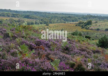 Im New Forest National Park, Hampshire, England, Großbritannien, gibt es eine Heidelandschaft im Tiefland, die im Sommer eine pinkfarbene Blüte aufweist Stockfoto