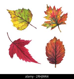 Vektor. Gelbe und rote Herbstblätter auf weißem Hintergrund. Aquarellzeichnung. Clip Art Botanik Laub. Herbstillustration für Grußkarten, W Stock Vektor