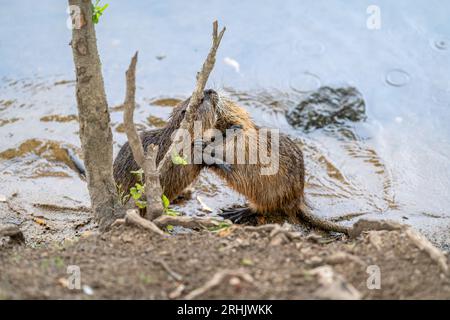 Nutria im Kampf um Nahrung am Flussufer Stockfoto