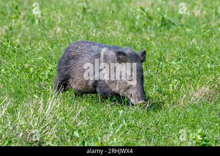 Dieser Collared Peccary, auch Javelina genannt, war eine kleine Herde, die im üppigen grünen Gras in einem State Park im Süden von Texas gesehen wurde. Stockfoto