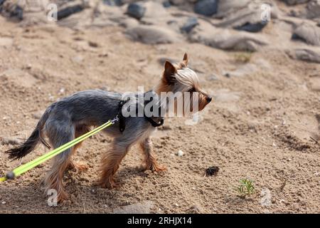 Yorkshire Terrier am Strand mit einer Leine. Selektiver Fokus. Stockfoto