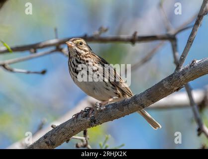 Dieser wunderschöne Savannah Sparrow thront am Rande dieses texanischen Dickichts während seiner Frühjahrswanderung. Stockfoto