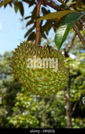 Nahaufnahme des Durians am Baum. Stockfoto