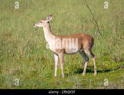 Dieser Weißschwanzhirsch wurde in den üppigen grünen Gräsern am Rande eines Südens von Texas auf der Weide gesehen. Stockfoto