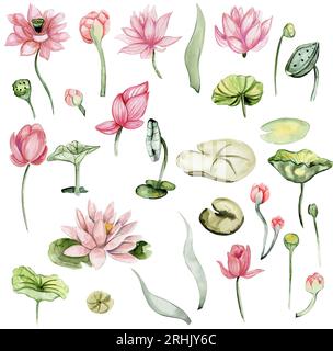 Aquarellfarben von Hand gezeichnete Seerosen. Botanische Aquarellzeichnung. Perfekt für Hochzeitseinladungen, Grußkarten, Poster. Stockfoto