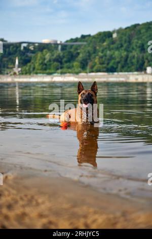 Porträt des belgischen Schäferhundes Malinois, der im Fluss liegt Stockfoto