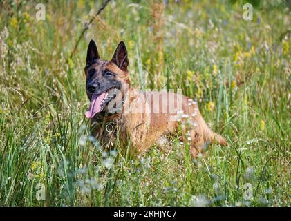 Porträt eines belgischen Schäferhundes im Gras stehend Stockfoto