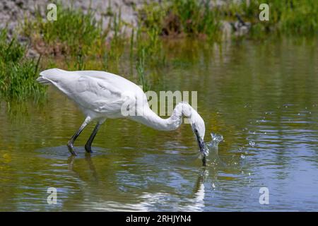 Jungreiher (Egretta garzetta), der im Sommer im Flachwasser des Teichs sticht Stockfoto