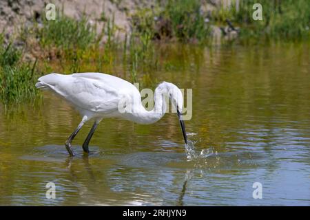 Jungreiher (Egretta garzetta) fangen im Sommer kleine Fische im flachen Wasser des Teichs Stockfoto