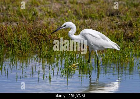 Kleine Reiher (Egretta garzetta), die im Sommer im flachen Wasser des Teichs auf Nahrungssuche gehen und gelbe Füße zeigen Stockfoto