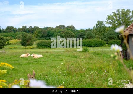 Zwei Milchkühe, die sich auf einem landwirtschaftlichen Feld niederlassen, das von der Goldrute solidago im Vordergrund des Landkreises zala, ungarn, eingerahmt wird Stockfoto