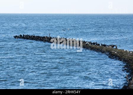 Lelystad, Niederlande. Januar 2023. Eine Vogelschar, die auf dem Wellenbrecher rund um den 27 Kilometer langen Staudamm Houtribdijk sitzt, der die Städte Lelystad und Enkhuizen in den Niederlanden verbindet. Entlang des Staudamms, zwischen dem malerischen Markermeer und dem IJsselmeer verläuft die N307-Route. Quelle: SOPA Images Limited/Alamy Live News Stockfoto