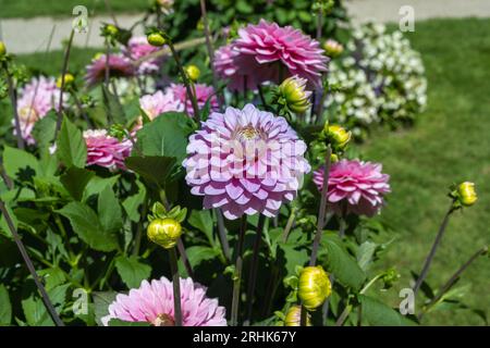 Die Dahlia (Name: Dapex Pink Delight) im Dahliengarten Baden Baden in der Nähe der lichtentaler Gasse. Baden Baden, Baden Württemberg, Deutschland Stockfoto