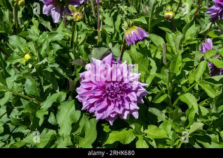 Die Dahlia (Name: Lila Pauline) im Dahliengarten Baden Baden nahe der lichtentaler Allee. Baden Baden, Baden Württemberg, Deutschland Stockfoto