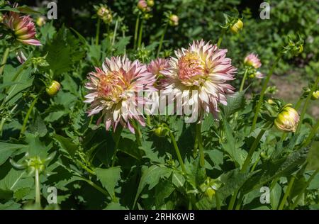 Die Dahlia (Name, haPET Champagne) im Dahlia-Garten Baden Baden in der Nähe der lichtentaler Gasse. Baden-Baden, Baden Württemberg, Deutschland Stockfoto