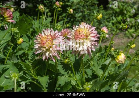 Die Dahlia (Name, haPET Champagne) im Dahlia-Garten Baden Baden in der Nähe der lichtentaler Gasse. Baden-Baden, Baden Württemberg, Deutschland Stockfoto