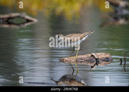 Ein einsamer Sandpiper (Tringa solitaria), der auf einem Baumstamm in einem Frühlingspool steht, während er in der Albany Pine Barrens in New York, USA, nach Nahrung sucht. Stockfoto