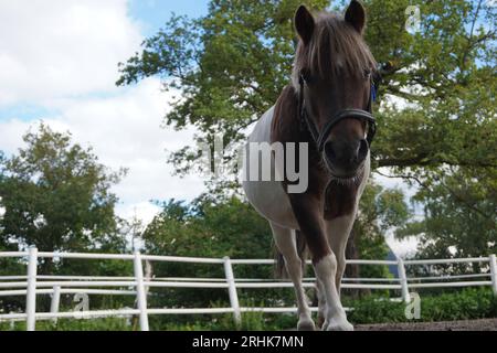Porträt eines Pferdes, das gegen Bäume steht Stockfoto