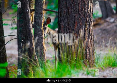 Junge Buck sieht mich, als ich ihn in den Bergen in der Nähe von Cloudcroft, New Mexico, USA fotografiere. Stockfoto