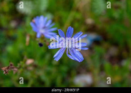 Blaue Blume nach dem Regen in den Karpaten Stockfoto