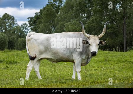 Das ungarische Grauvieh (Ungarisch Magyar Szürke), auch als ungarisches Steppenvieh bekannt, ist eine alte Rasse von einheimischen Rindfleischrindern aus Ungarn Stockfoto