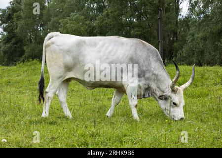 Das ungarische Grauvieh (Ungarisch Magyar Szürke), auch als ungarisches Steppenvieh bekannt, ist eine alte Rasse von einheimischen Rindfleischrindern aus Ungarn Stockfoto