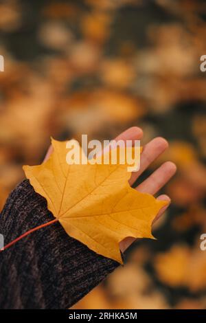 Weibliche Hand mit einem abgefallenen hellgelben Ahornblatt. Herbstlicher vertikaler Hintergrund. Herbstdetails Stockfoto