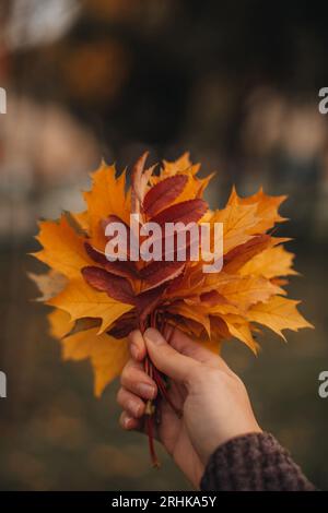 Weibliche Hand, die eine Armvoll gefallener gelber Ahornblätter hält. Vertikale herbstliche Postkarte Stockfoto