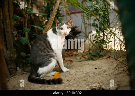 Seitenansicht der Katze auf dem Boden mit Blick auf die Kamera Stockfoto
