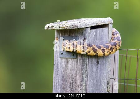 Östliche Fuchsschlange, die Baumschwalbe stiehlt, schmiegt sich im Norden von Wisconsin an. Stockfoto