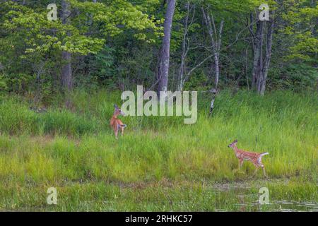 Die Weissschwanzhirschkuh und ihr Kätzchen fliehen in die Sicherheit des Waldes im Norden Wisconsins. Stockfoto