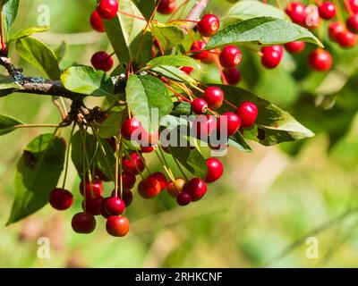 Rote Herbstbeeren des verwitterten kleinen Gartenbaums Crataegus laevigata „Paul's Scarlet“ Stockfoto