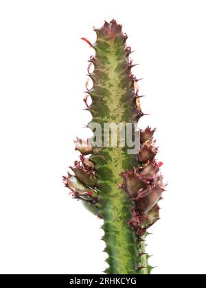 Stamm mit sich entwickelnden Zweigen des zarten Hauses oder Gewächshauses Sukkulent, Euphorbia trigona, afrikanischer Milchbaum Stockfoto