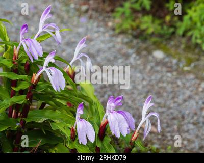 Spätsommerblüten des harzigen ausdauernden Ingwers, Roscoea purpurea „Peacock Eye“ Stockfoto