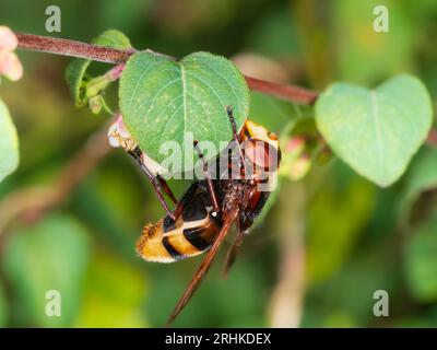 Weibliche Hornissen imitieren UK hoverfly, Volucella zonaria, auf den Blüten der Schnebeere, Symphoricarpus albus Stockfoto