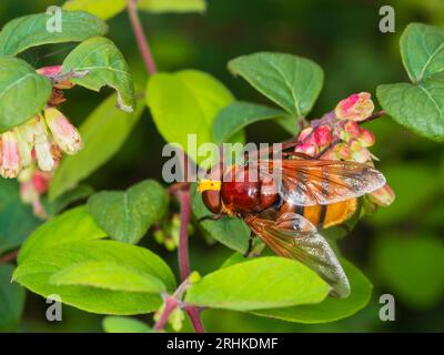 Weibliche Hornissen imitieren UK hoverfly, Volucella zonaria, auf den Blüten der Schnebeere, Symphoricarpus albus Stockfoto